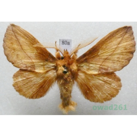 Euthrix potatoria (Linnaeus, 1758) male Czech80a